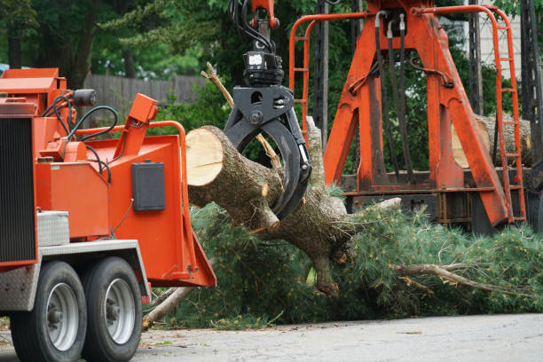 Best Weed Control Services  in Front Royal, VA