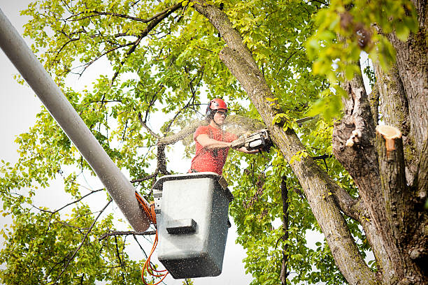 How Our Tree Care Process Works  in  Front Royal, VA